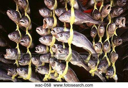 Display of Fish View Large Photo Image Stock Photo - Display of Fish. Fotosearch