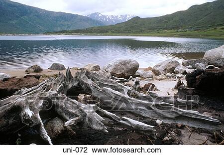 Driftwood, Loch and Mountains Scotland View Large Photo Image Stock Image - Driftwood, Loch and Mountains Scotland. Fotosearch