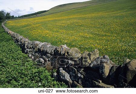 Stock Photo - Dry Stone Wall in Scottish Fields UK. Fotosearch
