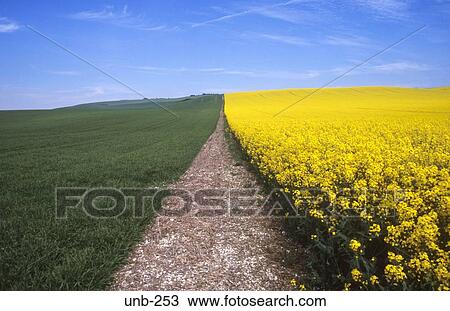 Stock Image - Edge of Field of Oil Seed Rape Wiltshire UK. Fotosearch