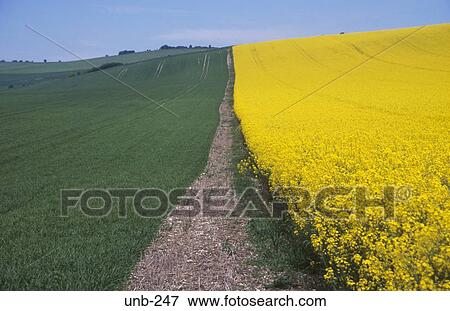 Edge of Field of Oil Seed Rape Wiltshire UK View Large Photo Image Stock Photo - Edge of Field of Oil Seed Rape Wiltshire UK. Fotosearch