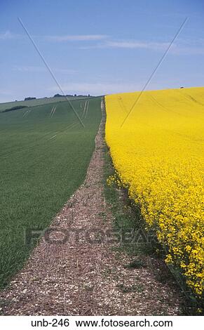 Edge of Field of Oil Seed Rape Wiltshire UK View Large Photo Image Stock Photograph - Edge of Field of Oil Seed Rape Wiltshire UK. Fotosearch