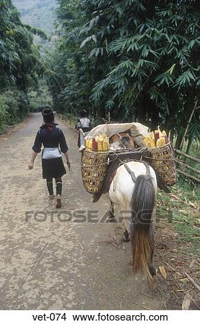 Farmer and Horse Carrying Crops Sapa Vietnam View Large Photo Image Picture - Farmer and Horse Carrying Crops Sapa Vietnam. Fotosearch
