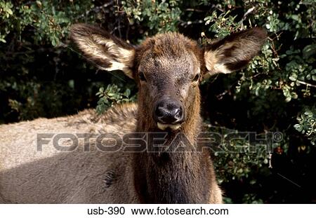 Female Elk Facing Camera Montana USA View Large Photo Image Stock Image - Female Elk Facing Camera Montana USA. Fotosearch