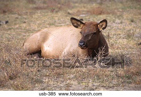 Female Elk Montana USA View Large Photo Image Stock Photography - Female Elk Montana USA. Fotosearch