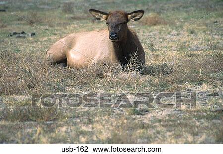 Female Elk Sitting in Yellowstone National Park USA View Large Photo Image Stock Image - Female Elk Sitting in Yellowstone National Park USA. Fotosearch