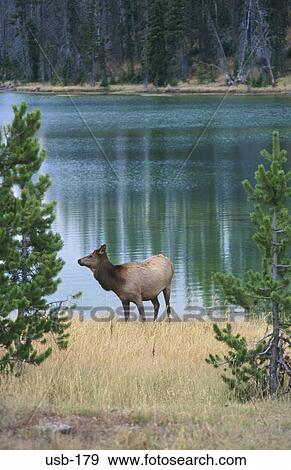 Stock Photo - Female Elk standing by Lake Yellowstone USA. Fotosearch
