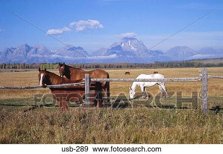 Fenced in Horses with Mountainous Background USA View Large Photo Image Stock Photo - Fenced in Horses with Mountainous Background USA. Fotosearch