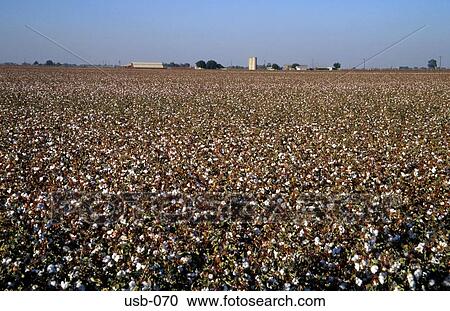 Field of Cotton Plants USA View Large Photo Image Stock Image - Field of Cotton Plants USA. Fotosearch