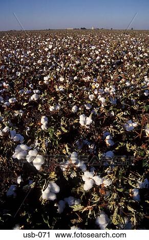 Field of Cotton Plants USA View Large Photo Image Stock Image - Field of Cotton Plants USA. Fotosearch