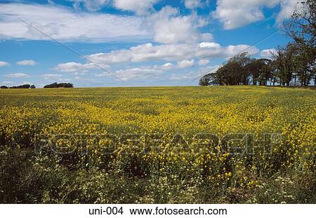 Field of Flowering Rape Scotland UK View Large Photo Image Picture - Field of Flowering Rape Scotland UK. Fotosearch