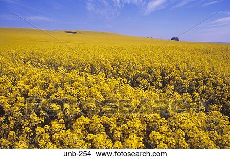 Field of Oil Seed Rape Wiltshire UK View Large Photo Image Picture - Field of Oil Seed Rape Wiltshire UK. Fotosearch