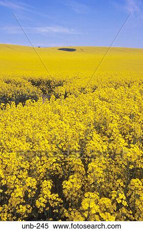 Field of Oil Seed Rape Wiltshire UK View Large Photo Image Stock Photography - Field of Oil Seed Rape Wiltshire UK. Fotosearch