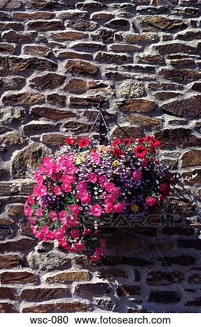 Flower Basket hanging on Wall Wales UK View Large Photo Image Stock Image - Flower Basket hanging on Wall Wales UK. Fotosearch