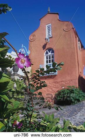 Stock Photograph - Flower by Cottage Portmeirion Wales UK. Fotosearch