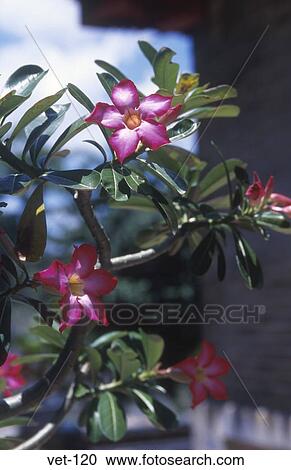 Flowering Chrub Vietnam View Large Photo Image Stock Image - Flowering Chrub Vietnam. Fotosearch