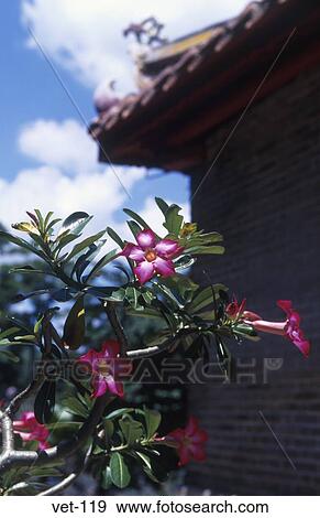 Flowering Chrub Vietnam View Large Photo Image Stock Photo - Flowering Chrub Vietnam. Fotosearch