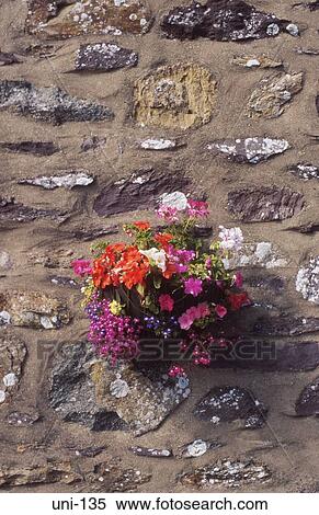 Stock Photography - Flowers in Hanging Basket on Cottage Wall UK. Fotosearch
