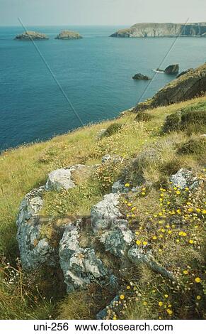 Flowers on Pembrokeshire Coast Wales UK View Large Photo Image Stock Photograph - Flowers on Pembrokeshire Coast Wales UK. Fotosearch