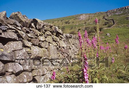 Foxgloves by Stone Wall Rural Wales View Large Photo Image Stock Photo - Foxgloves by Stone Wall Rural Wales. Fotosearch