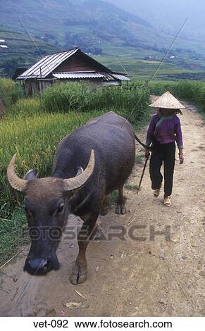 Framer and Water Buffalo Vietnam View Large Photo Image Stock Image - Framer and Water Buffalo Vietnam. Fotosearch