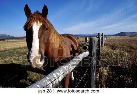 Front of Chestnut Horse Wyoming USA View Large Photo Image Stock Image - Front of Chestnut Horse Wyoming USA. Fotosearch