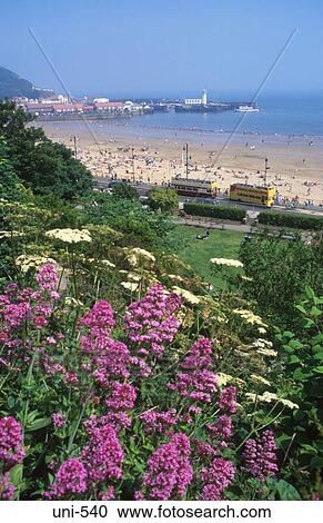 Garden by Scarborough Beach UK View Large Photo Image Stock Image - Garden by Scarborough Beach UK. Fotosearch