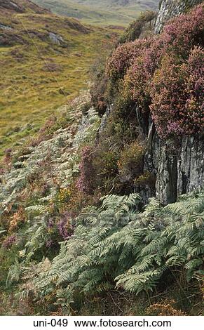Heather on Rock Outcrop Scotland UK View Large Photo Image Stock Photo - Heather on Rock Outcrop Scotland UK. Fotosearch