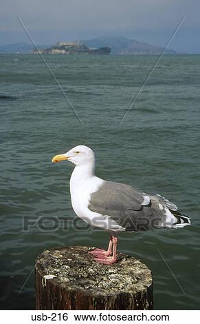 Herring Gull in San Francisco Bay USA View Large Photo Image Stock Photograph - Herring Gull in San Francisco Bay USA. Fotosearch