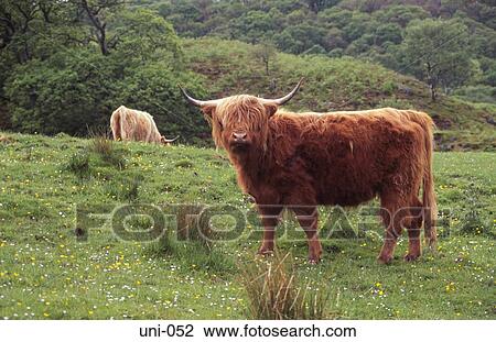 Highland Cattle in Field Scotland View Large Photo Image Stock Image - Highland Cattle in Field Scotland. Fotosearch