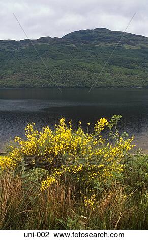 Hills and Loch Scotland UK View Large Photo Image Stock Image - Hills and Loch Scotland UK. Fotosearch