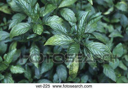 Indigo Plant Sapa Vietnam View Large Photo Image Stock Photography - Indigo Plant Sapa Vietnam. Fotosearch