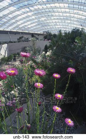 Interior of the Great Glasshouse National Botanical Gardens Wales UK View Large Photo Image Stock Image - Interior of the Great Glasshouse National Botanical Gardens Wales UK. Fotosearch