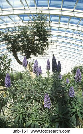 Interior of the Great Glasshouse National Botanical Gardens Wales UK View Large Photo Image Stock Image - Interior of the Great Glasshouse National Botanical Gardens Wales UK. Fotosearch