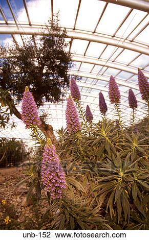 Interior of the Great Glasshouse National Botanical Gardens Wales UK View Large Photo Image Stock Image - Interior of the Great Glasshouse National Botanical Gardens Wales UK. Fotosearch