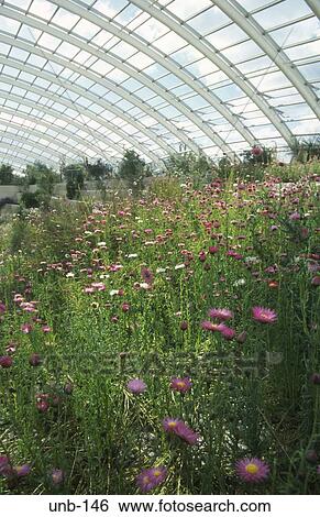 Interior of the Great Glasshouse National Botanical Gardens Wales UK View Large Photo Image Stock Photograph - Interior of the Great Glasshouse National Botanical Gardens Wales UK. Fotosearch