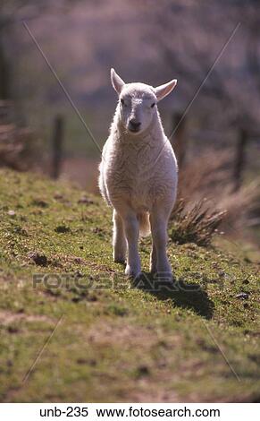 Lamb Brecon Beacons Wales UK View Large Photo Image Stock Photography - Lamb Brecon Beacons Wales UK. Fotosearch