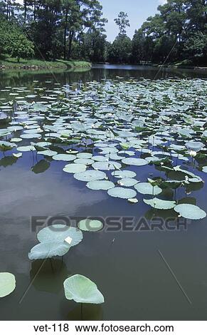 Lily Pond Tomb of Minh Mang Vietnam View Large Photo Image Stock Photo - Lily Pond Tomb of Minh Mang Vietnam. Fotosearch