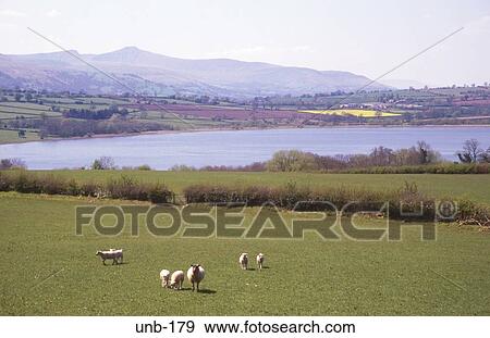 Llangorse Lake Hay on Wye Wales UK View Large Photo Image Stock Photo - Llangorse Lake Hay on Wye Wales UK. Fotosearch