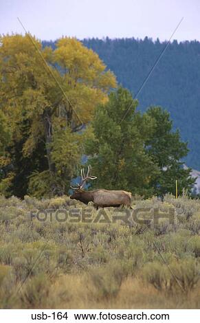 Male Elk in Meadow Yellowstone National Park USA View Large Photo Image Picture - Male Elk in Meadow Yellowstone National Park USA. Fotosearch