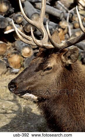 Male Elk with Antlers Montana USA View Large Photo Image Stock Image - Male Elk with Antlers Montana USA. Fotosearch