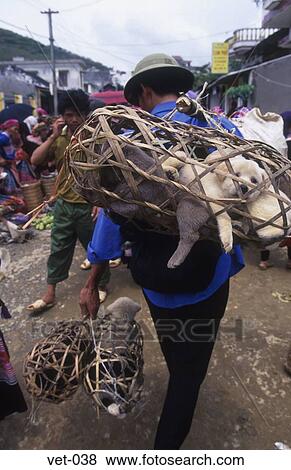 Man Carrying Puppies Vietnam Asia View Large Photo Image Stock Photo - Man Carrying Puppies Vietnam Asia. Fotosearch