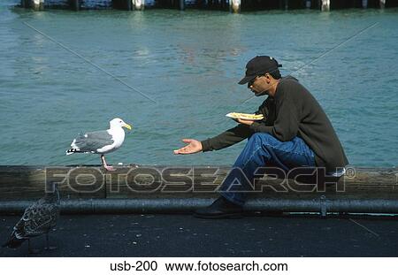Stock Image - Man Feeding Gull Fisherman's Wharf San Francisco USA. Fotosearch