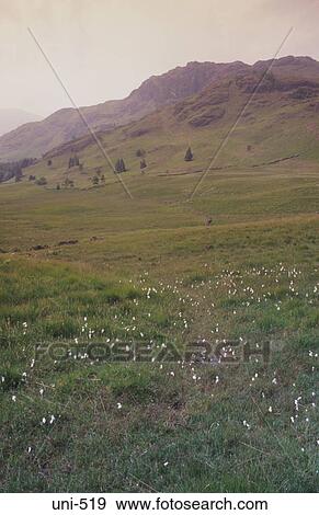 meadow wild flowers plant moorland mountain landscape rural countryside lake district national park england uk View Large Photo Image Stock Photo - meadow wild flowers plant moorland mountain landscape rural countryside lake district national park england uk. Fotosearch