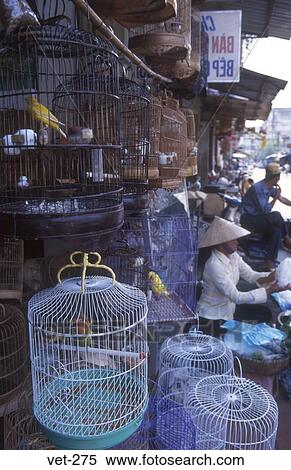 Mis Cage Oiseaux Hanoï Vietnam Banques De Photographies