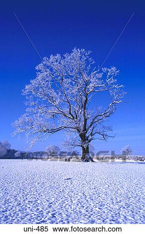 Oak Tree in Snow Covered Field Wales View Large Photo Image Stock Photography - Oak Tree in Snow Covered Field Wales. Fotosearch