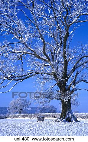 Oak Tree in Snow Covered Landscape Wales View Large Photo Image Stock Image - Oak Tree in Snow Covered Landscape Wales. Fotosearch