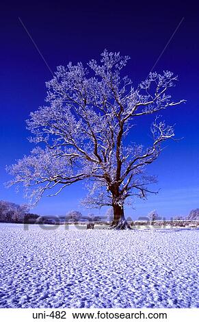 Oak Tree in Snow Covered Landscape Wales View Large Photo Image Stock Image - Oak Tree in Snow Covered Landscape Wales. Fotosearch