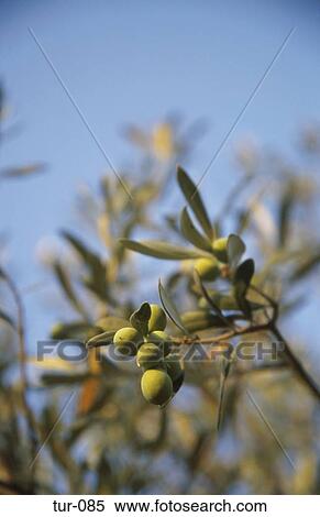 Olive Tree Turkey View Large Photo Image Stock Photography - Olive Tree Turkey. Fotosearch