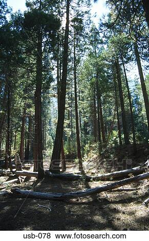 Stock Photo - Open Pine Forest Yosemite National Park USA. Fotosearch